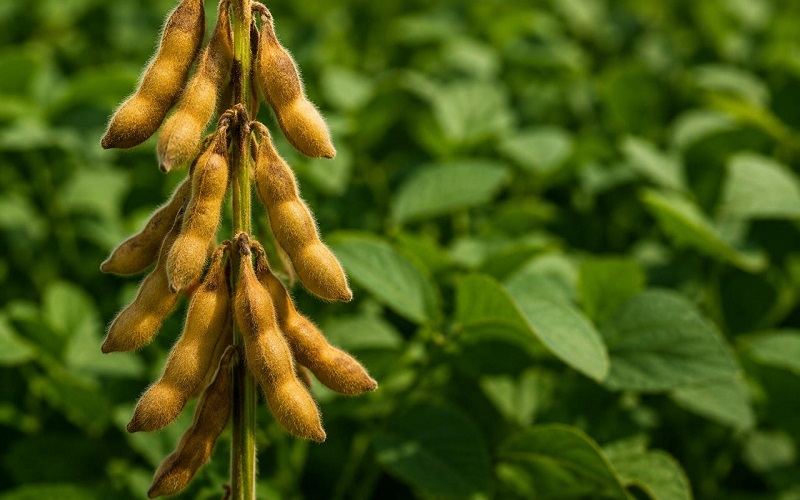 Lavoura de grãos atendida pelas soluções agrícolas da Cancian Fertilizantes